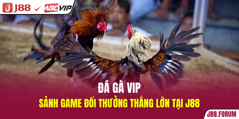 đá gà vip