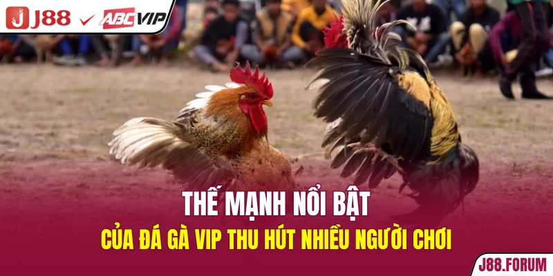 Thế mạnh nổi bật của đá gà vip thu hút nhiều người chơi