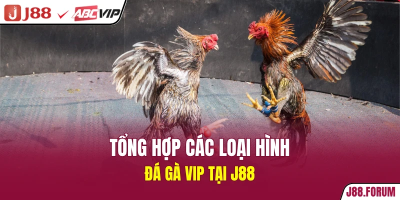 Tổng hợp các loại hình đá gà vip tại J88